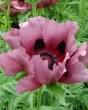 PAPAVER PATTYS PLUM